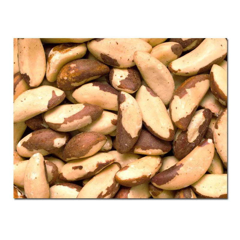 Whole Raw Brazil nut with shell uncracked