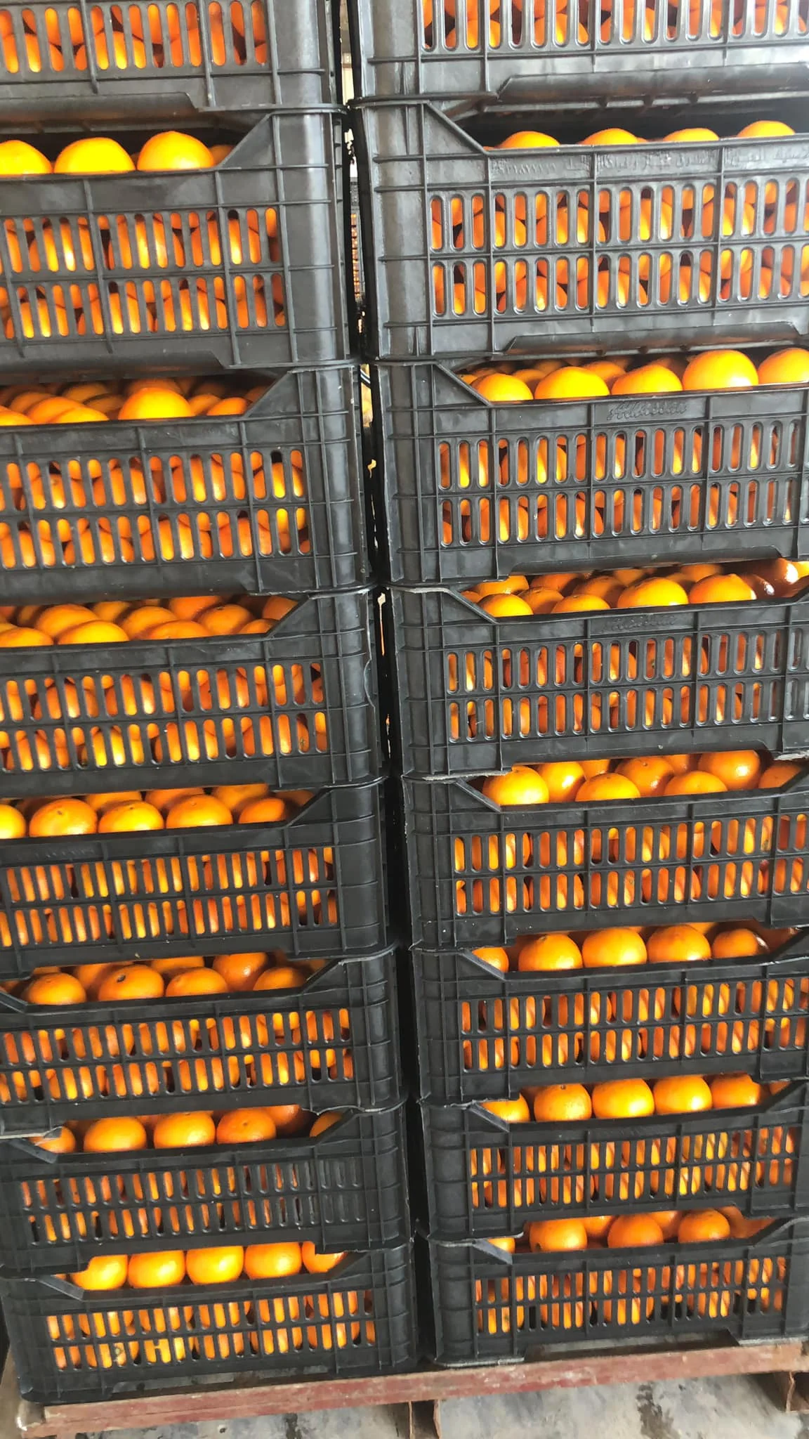 Fresh Abusra oranges from Egypt