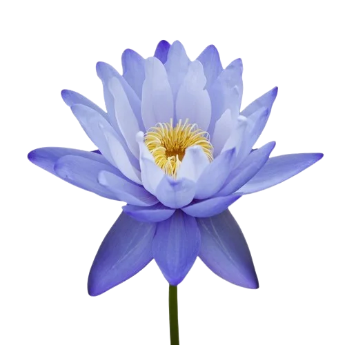 Top Sell Pure Organic Extract Blue Louts Absolute Oil For Perfume and Bath Oil Uses Manufacture in India Low Prices