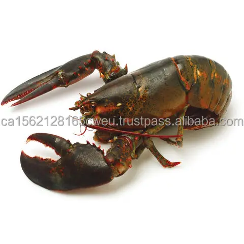 LIVE-LOBSTER (2).jpg