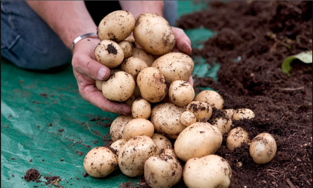 potato high quality new crop fresh Potato with per ton good price for wholesale fresh potato  professional export 2022 new fresh