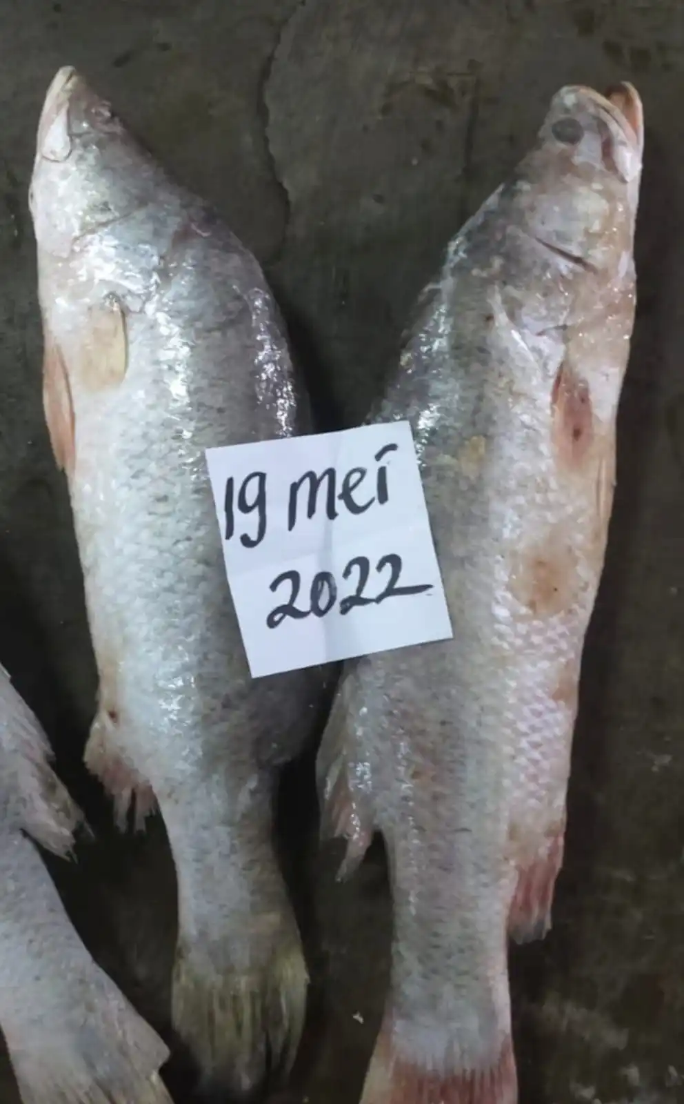 FROZEN BARRAMUNDI WHOLE
