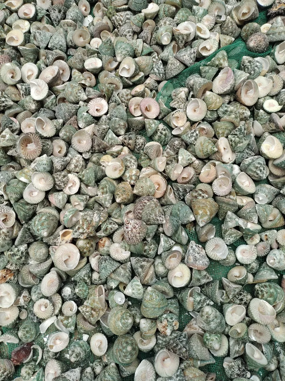 Морские ракушки смешанные пляжные разных размеров разноцветные гребешка-высокое качество красивая форма и низкая цена на экспорт