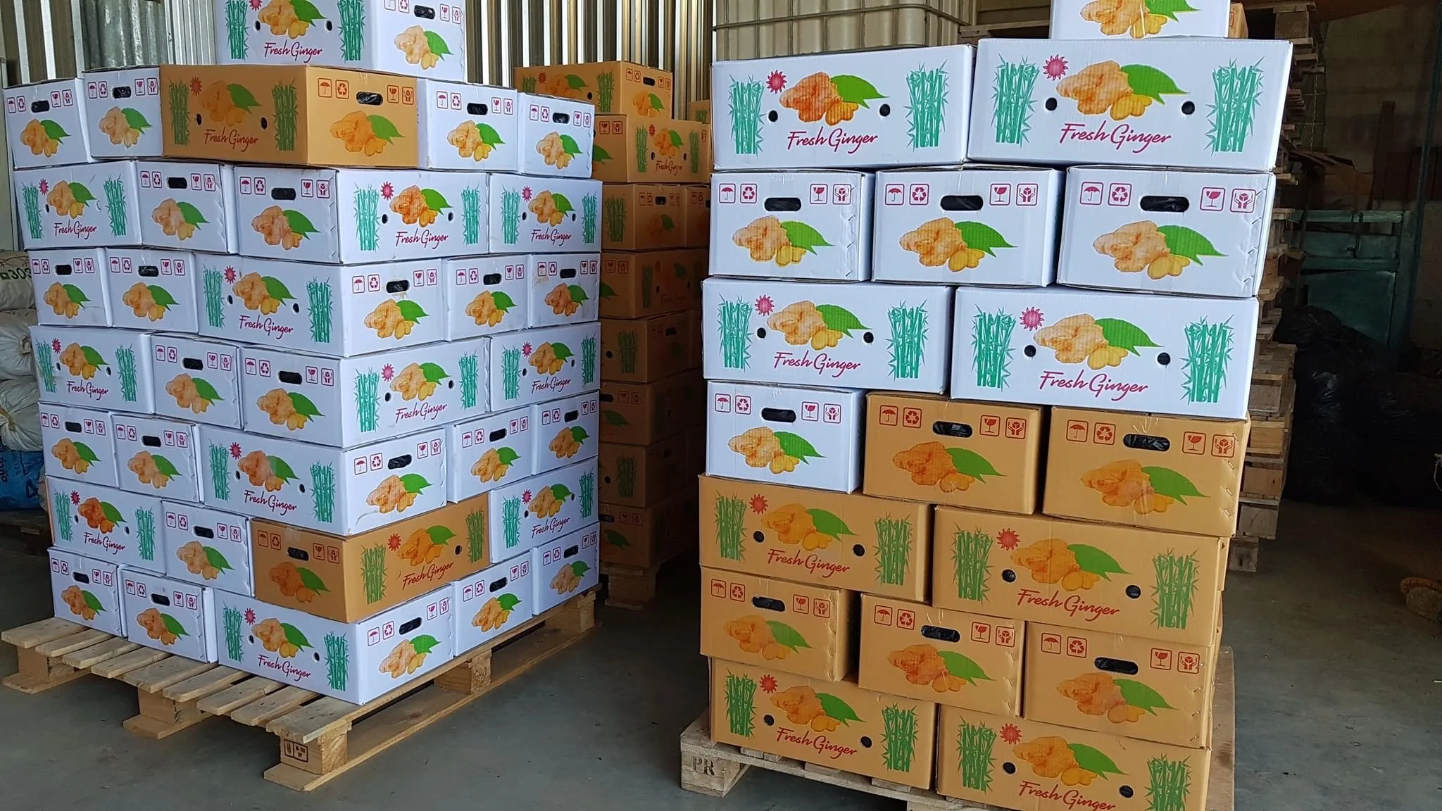 Premium Fresh Ginger High Quality Thai Vegetable from Thailand  Hight Grade Fresh Ginger in Carton