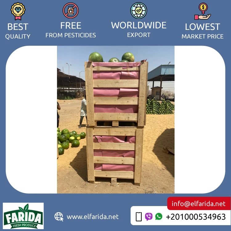 Competitive Price Best Selling Egypt Origin Export 100% Natural Delicious Original Taste Seeds/ Seedless Watermelon for Sale
