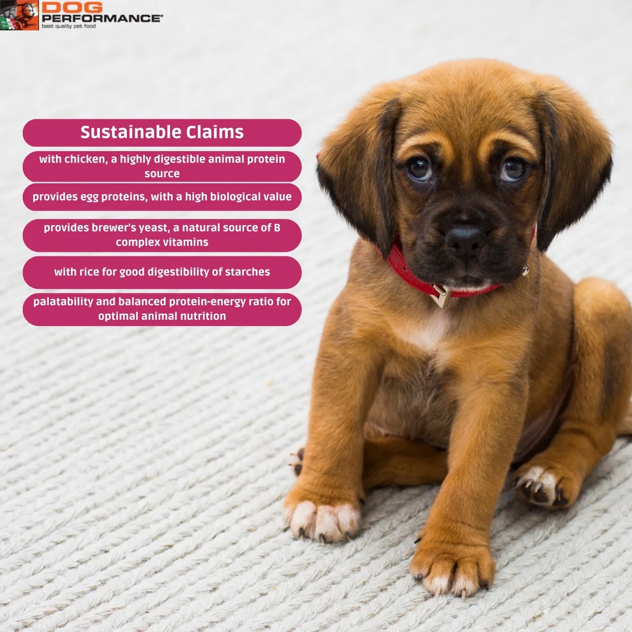 Лидер продаж корм для собак итальянской высшей породы-сухой с курицей-идеально подходит фазы отлучения от груди и периода роста