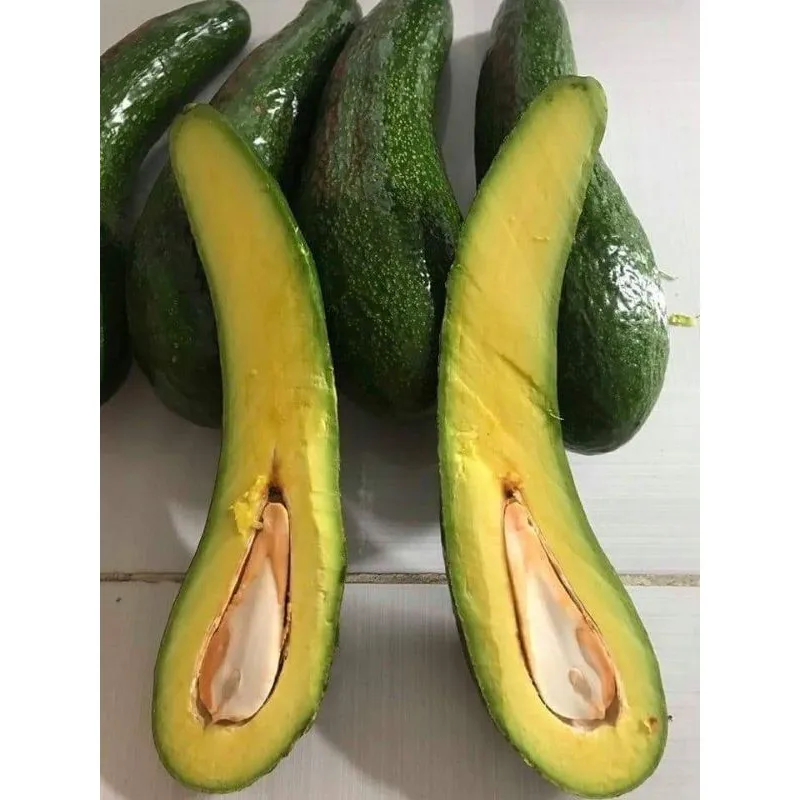 Good price frozen avocado ORGANIC FRESH AVOCADO FRUIT whole avocado fruit export