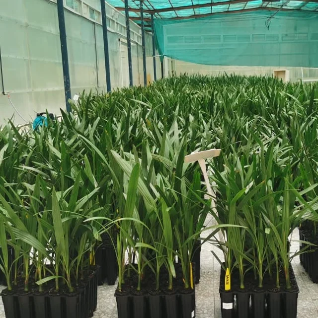 Palm Phoenix Development Low Maintenance For Shopping Mall Hotel Ready To Ship Tissue Culture Date Seedlings For Planting
