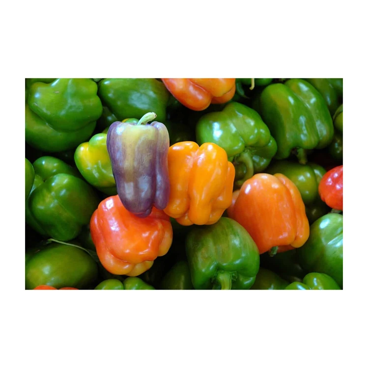 Export price frozen red bell pepper vegetable