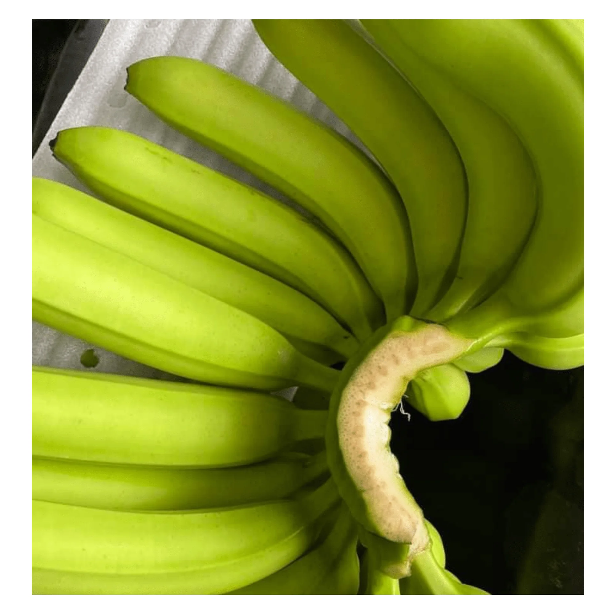Tropical Banana Fresh Cavendish - Banana Type Fresh Fruit Cavendish Banana with high quality and good price