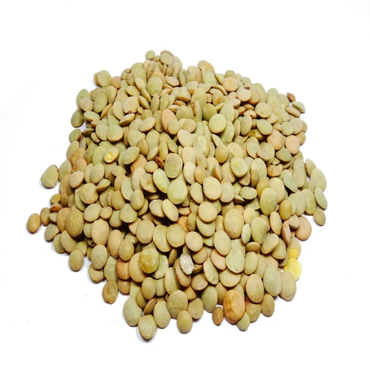 25Kg 8mm Healthy Canadian Whole Green Lentils Bags / Best Green Lentils Wholesale Suppliers/Where To Buy Green Lentils