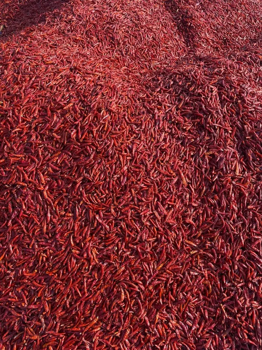 Viet Nam Dried Red Pepper AD Drying Process Organic Common Cultivation Type 10-13% Max. Moisture All year round