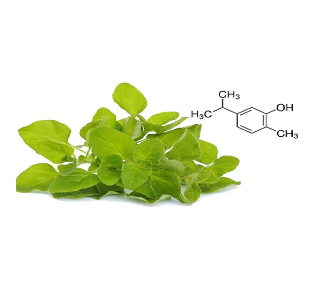 Индийский Лидер продаж BP сорт карвакрол органическое масло мяты Премиум травяные экстракты и эссенции из