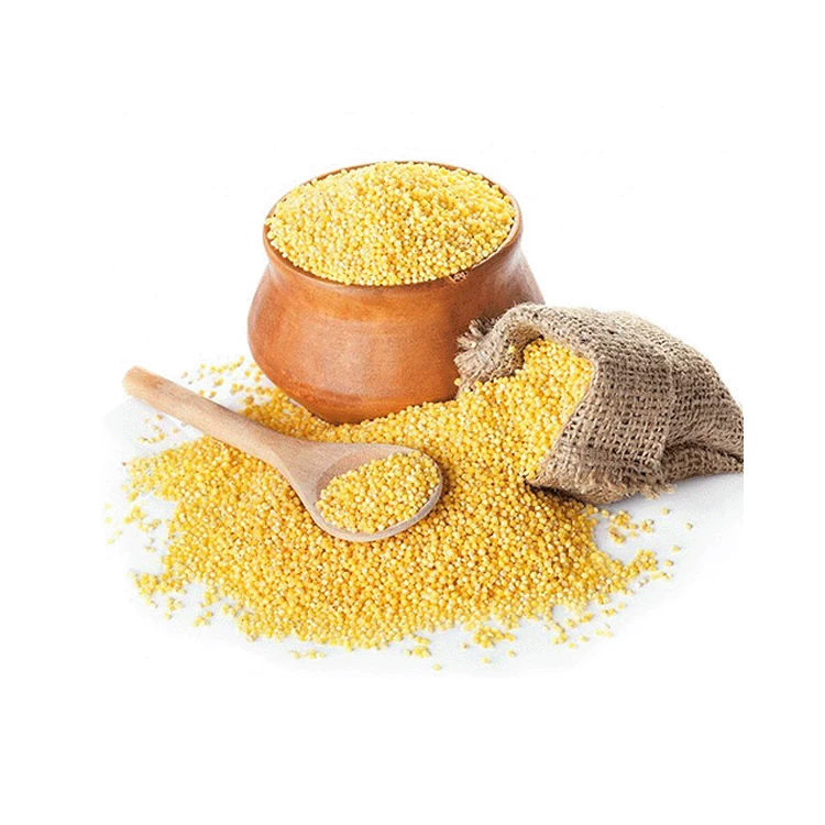 Good Quality Hot Selling Bulk Quantity Highly Nutritious Fresh Natural and Organic Proso Millet for Wholesale Purchase