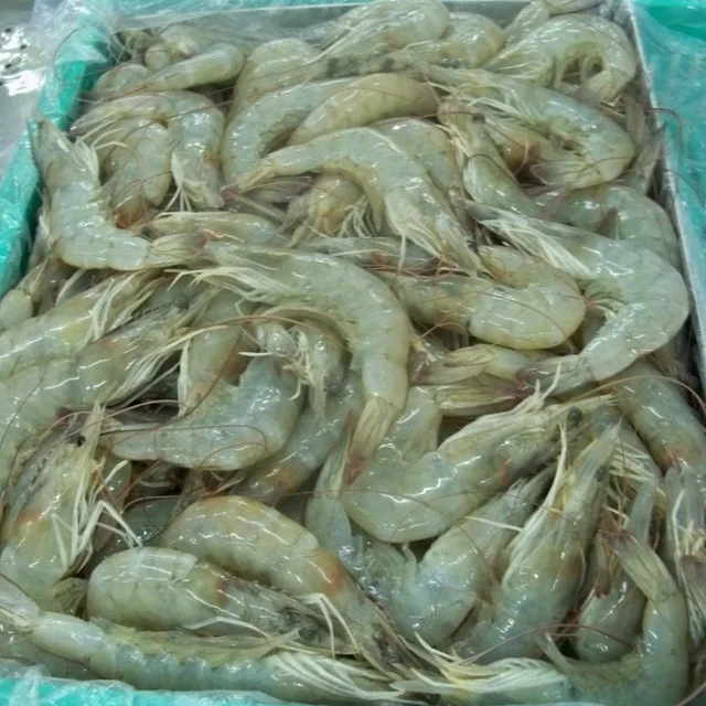 live shrimp for sale