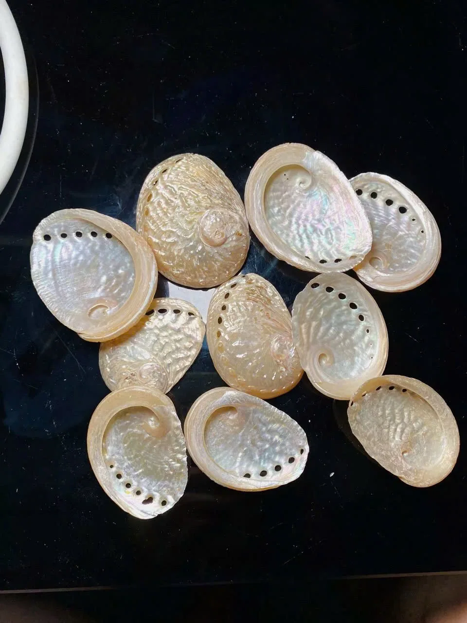 WHOLESALE ABALONE SHELL FOR DECORATION CRAFT FROM VIETNAM CHEAP PRICE 2024