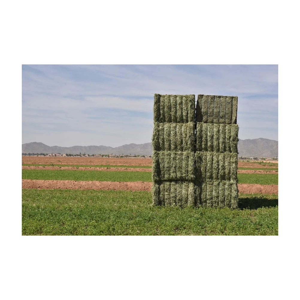 Pelleted alfalfa hay for easy storage and feeding