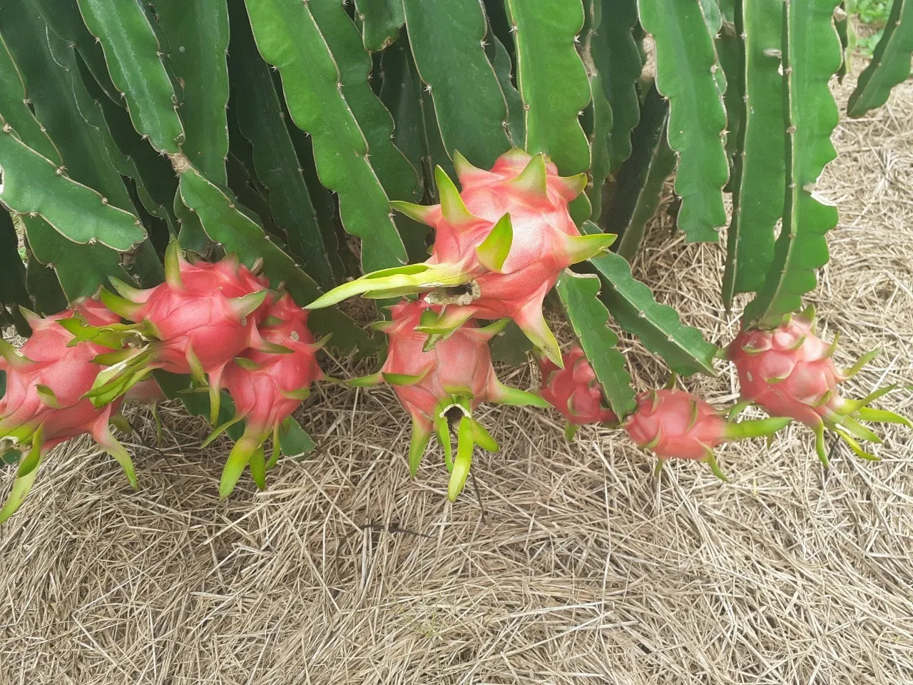 2024 Sale of Natural Sweet Dragon Fruit with White Red Flesh Fresh and Competitively Priced Export Ready from Vietnam Supplier