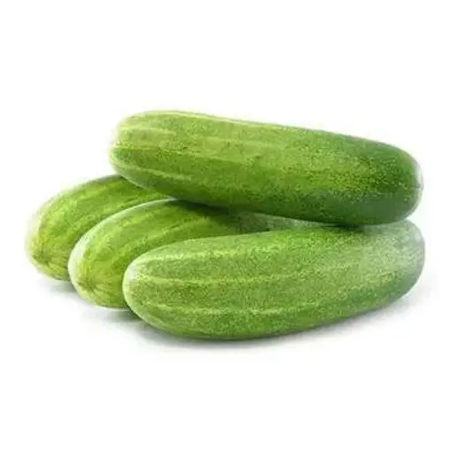 Big Sale for Fresh and Tasty Cucumber from Vietnam Organic Cucumber for EU USA Japan UAE Market Natural Fresh Cucumber Frozen
