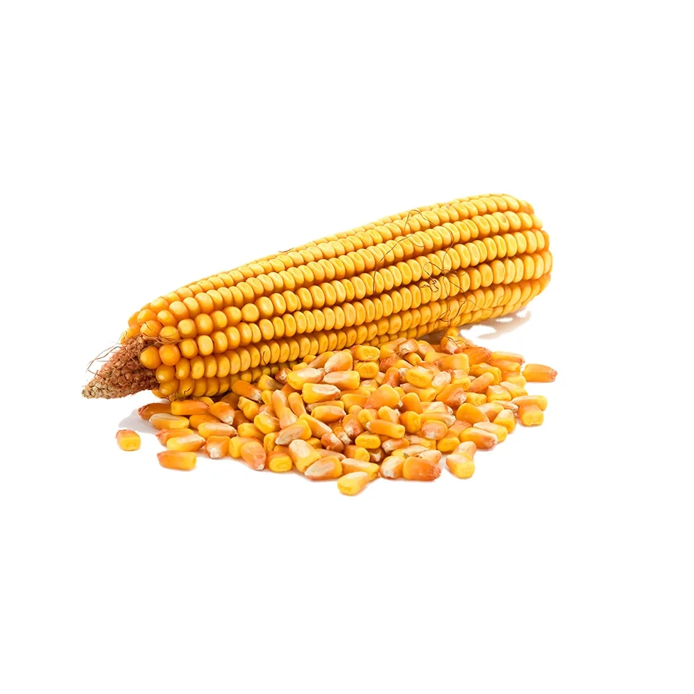 GRADE 1 Non GMO White and Yellow Corn/Maize