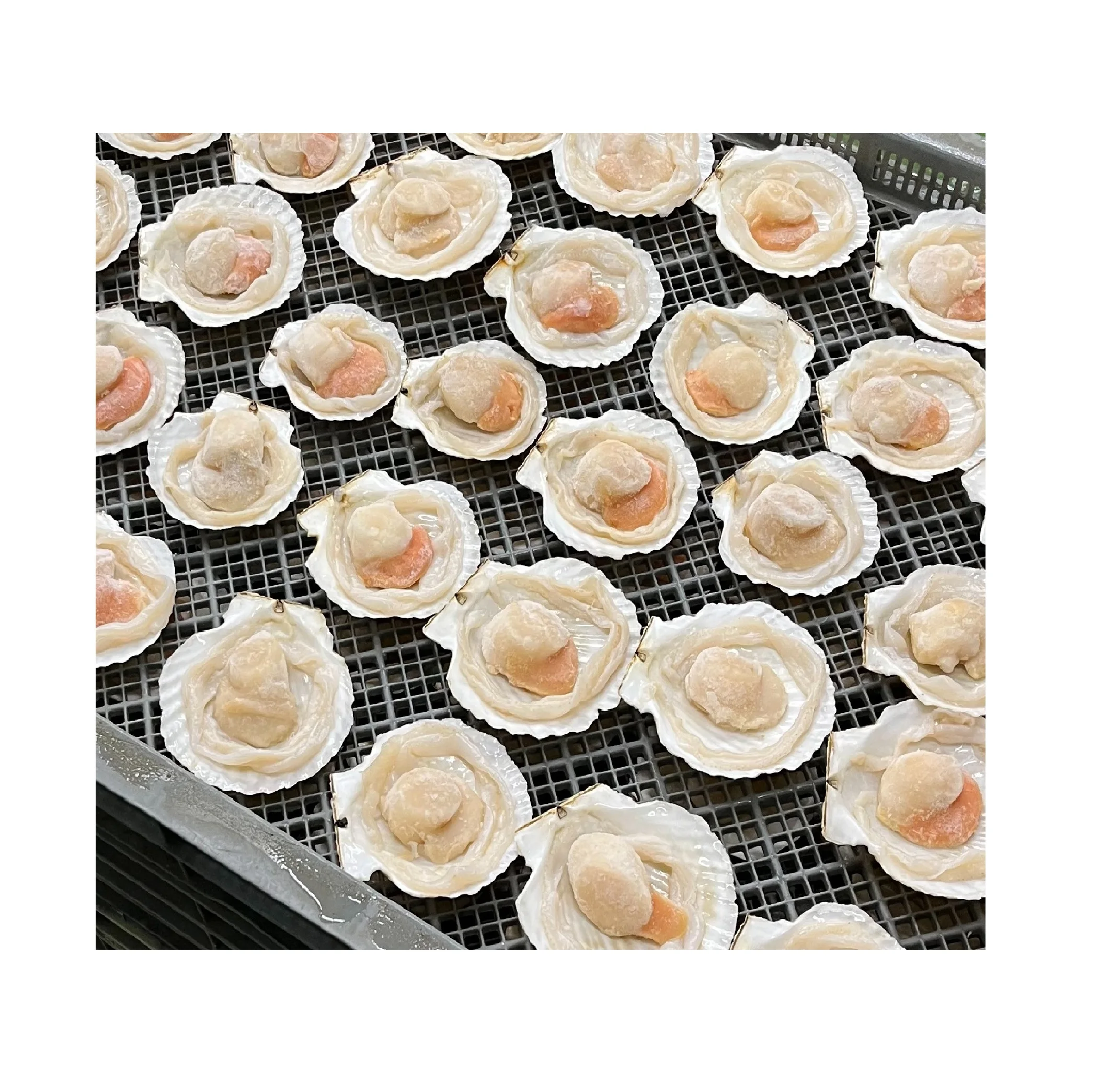 Fresh Frozen Half Shell Japanese Dried Seafood Fried Scallop Meat