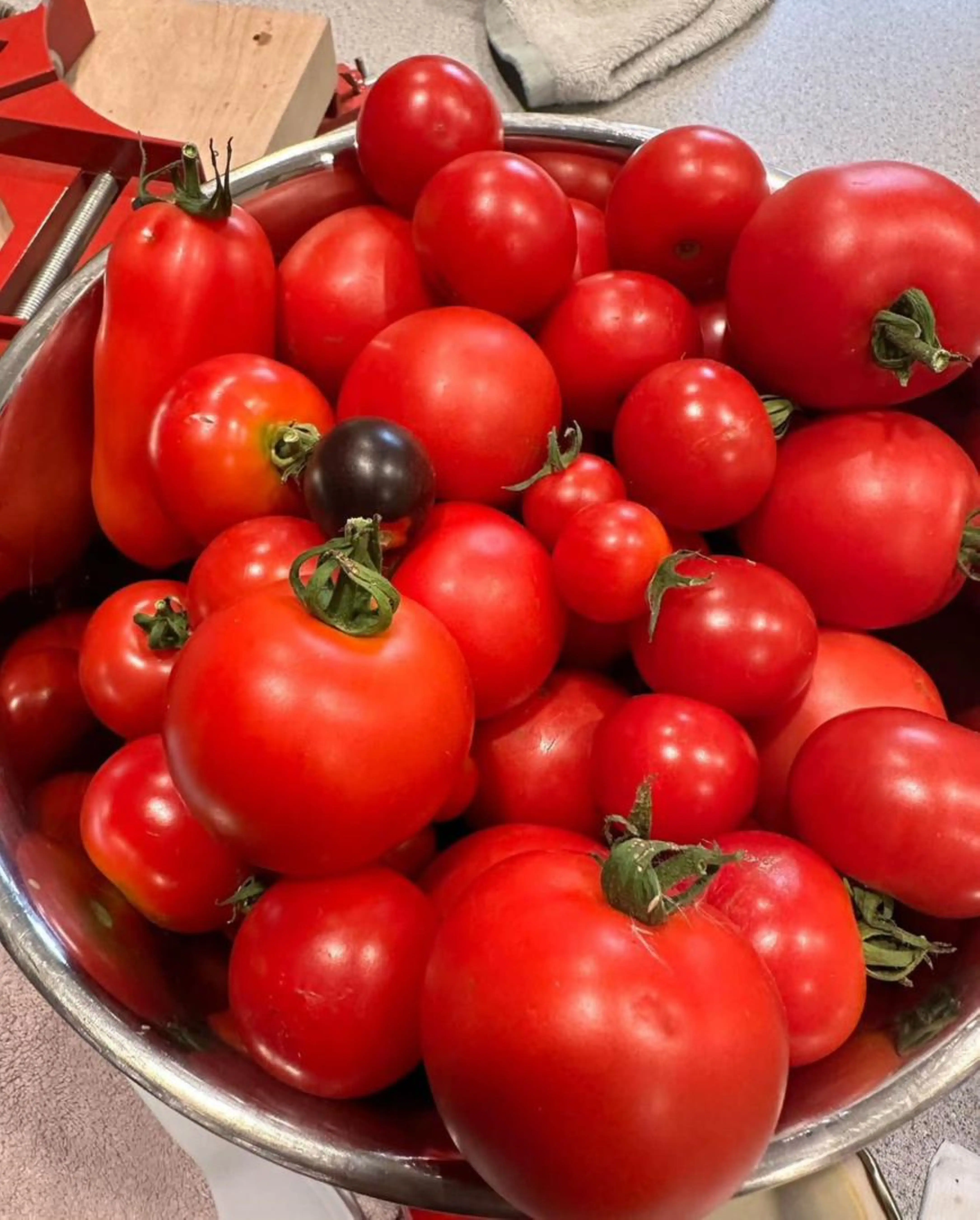 FRESH RED TOMATO AVAILABLE IN BULK