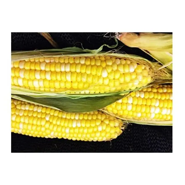 Buy Wholesale GMO Top quality Dried Yellow Corn - Maize Dry For Animal Feed For Export