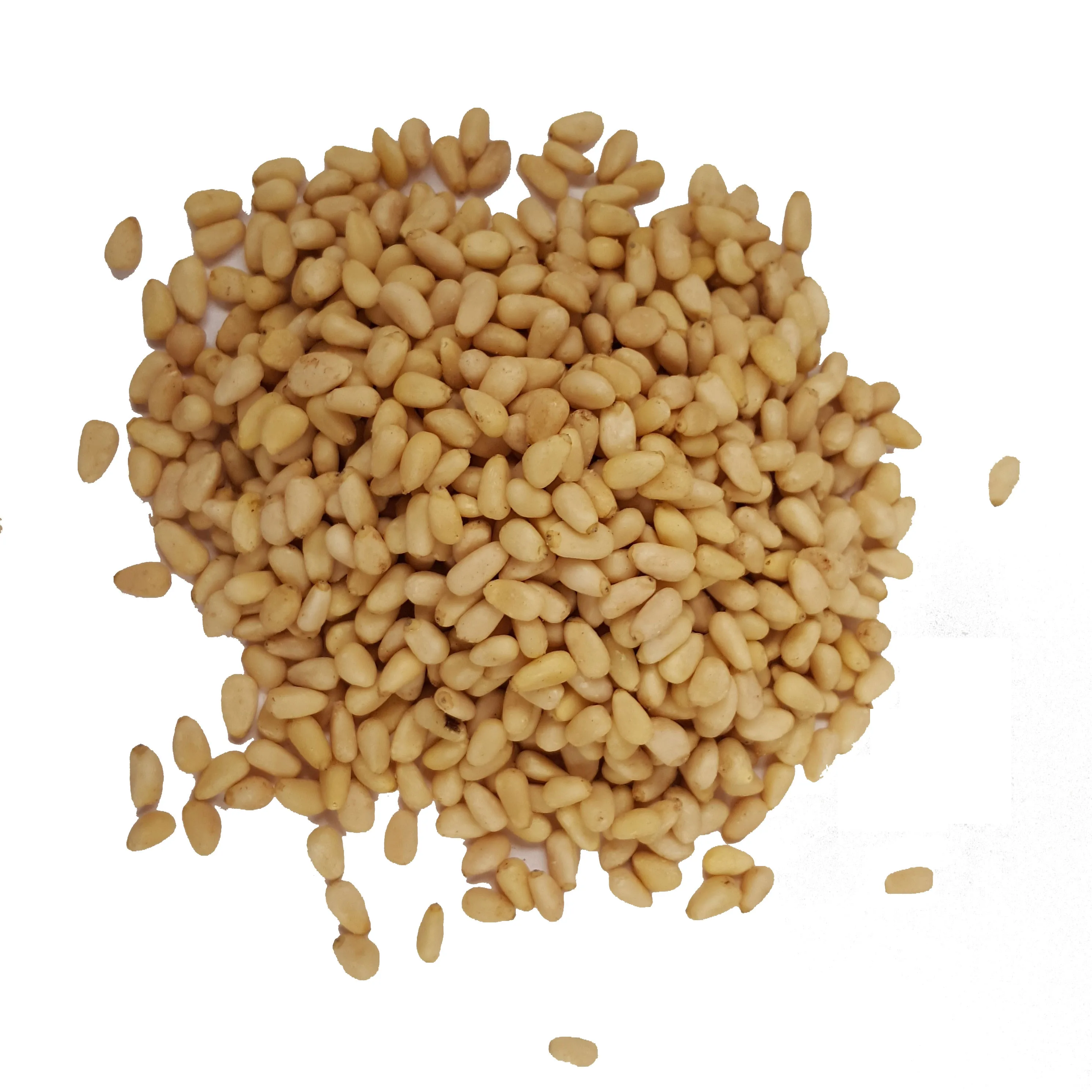 Top Organic cheap Bulk open pine nut/pine seed/pine nuts in shell
