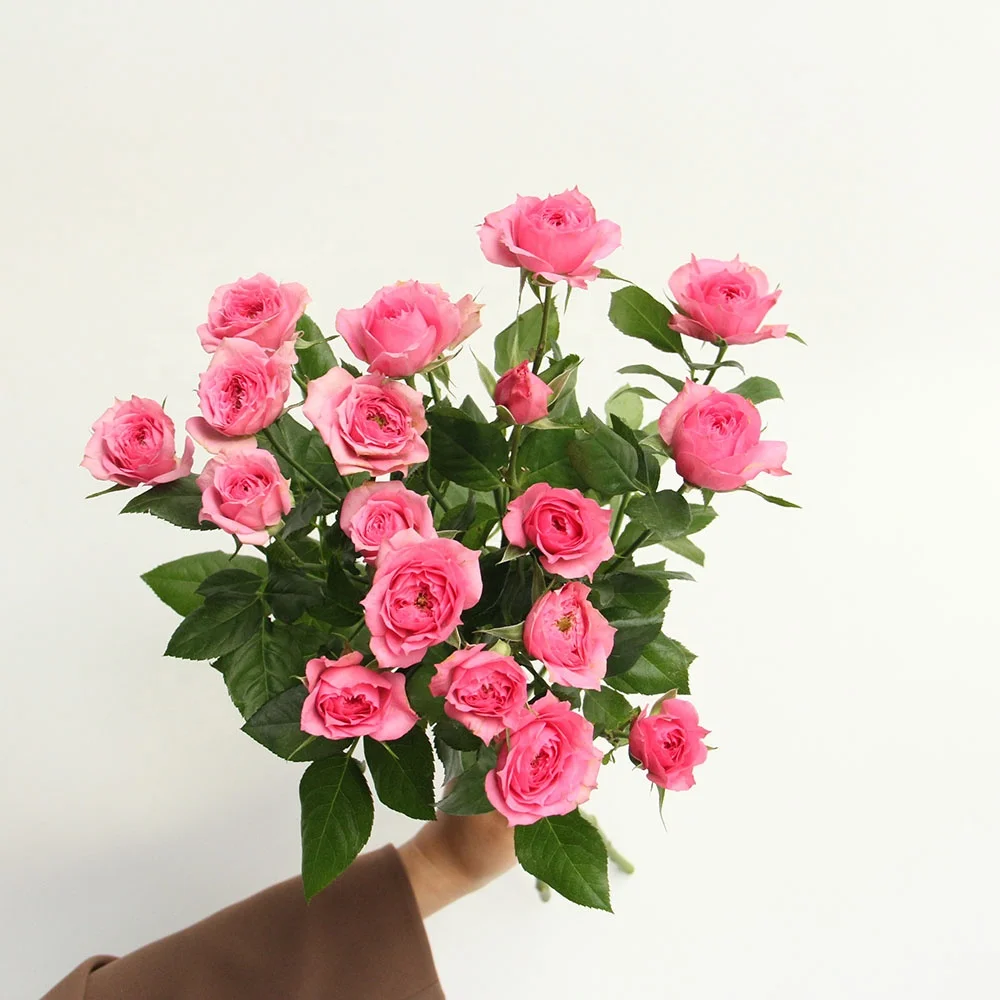 Fresh Cut Flowers Rose Wholesales FactorySupply Long Stem Fresh Roses For Valentines Flower Arrangement