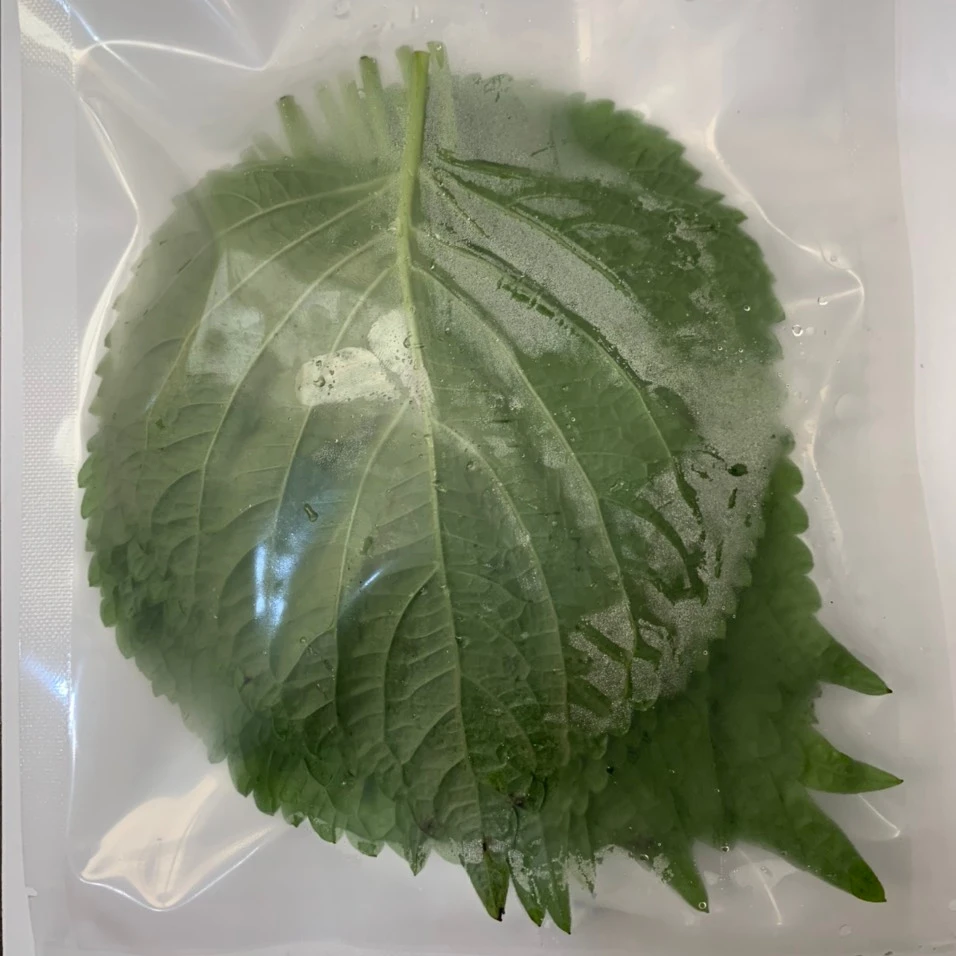 Wholesale Best Price Fresh Perilla Leaf From Vietnam - Basil Leaves For Sale Agenas Vietnam