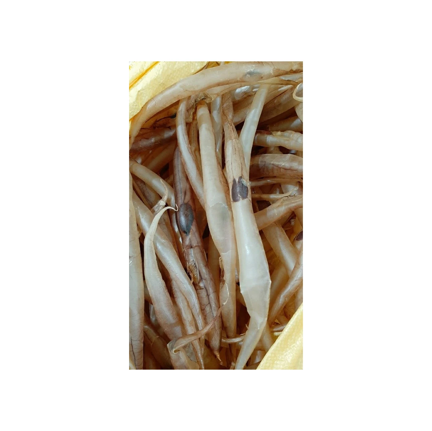 100% Natural Dried Top Quality EEL Fish Maw Sea Fish Food Wild Caught 100% Natural Fish Maw