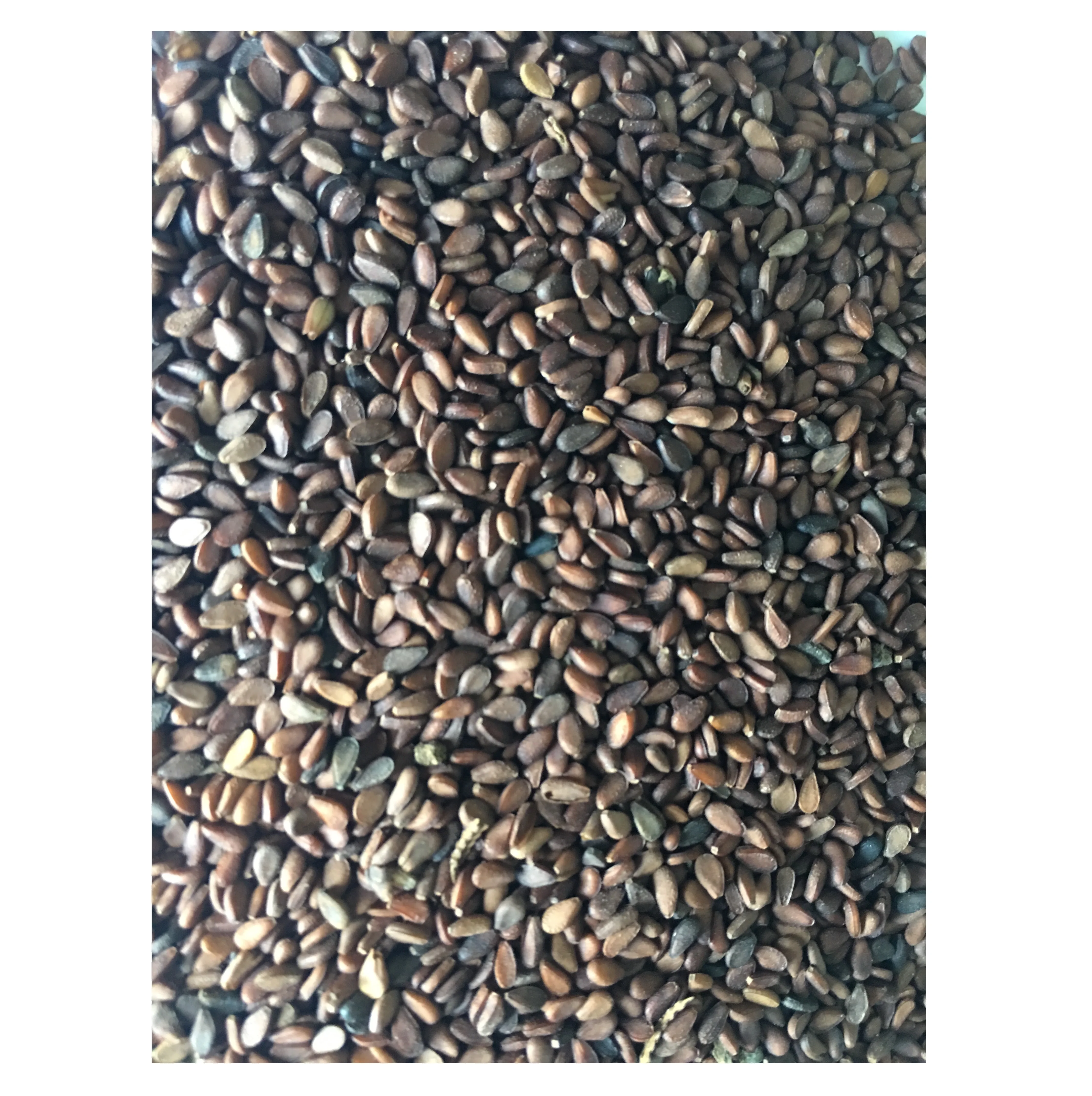 MONDOL Sesame - Black ,Brown, White, Class A Sesame Seeds For Food And Sesame Oil - Bangladesh Origin - MONDOL
