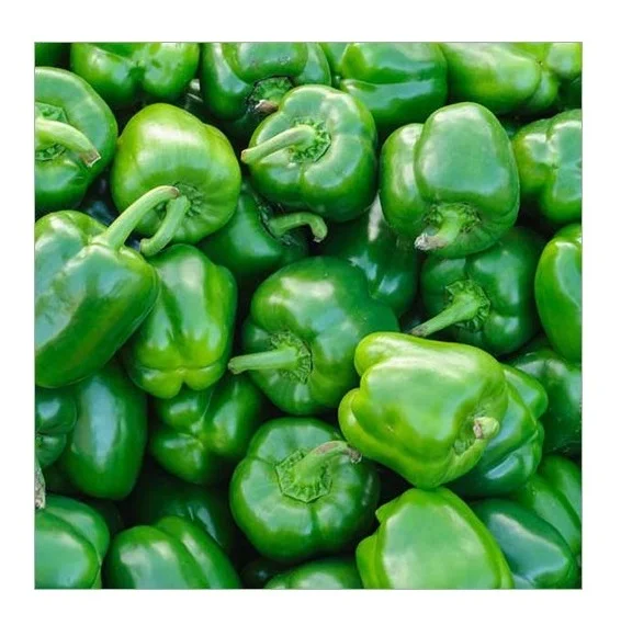 fresh pepper , FRESH CAPSICUM , bell pepper