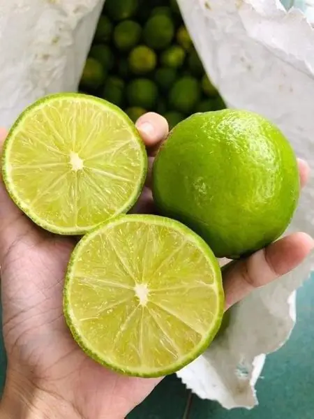 Wholesale Fresh Lime From Vietnam High Quality Fresh Seedless Lime Ready To Ship For Export Green Seedless Lime