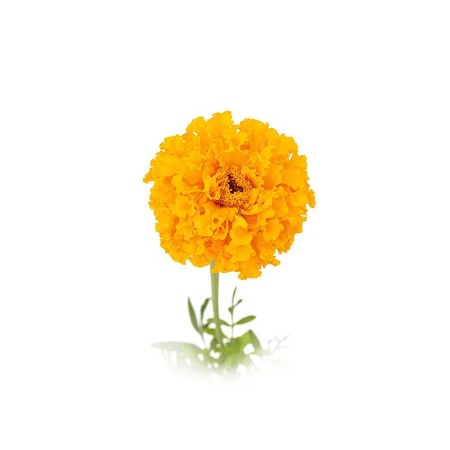 Buy Marigold Fragrance oil at  Wholesale price  from india largest manufacture kanha nature oils