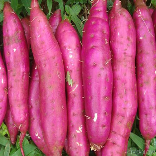 Fresh Purple Sweet Potatoes