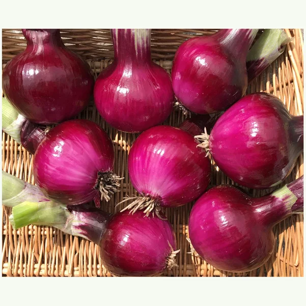 High quality Best Price Fresh Red Onion
