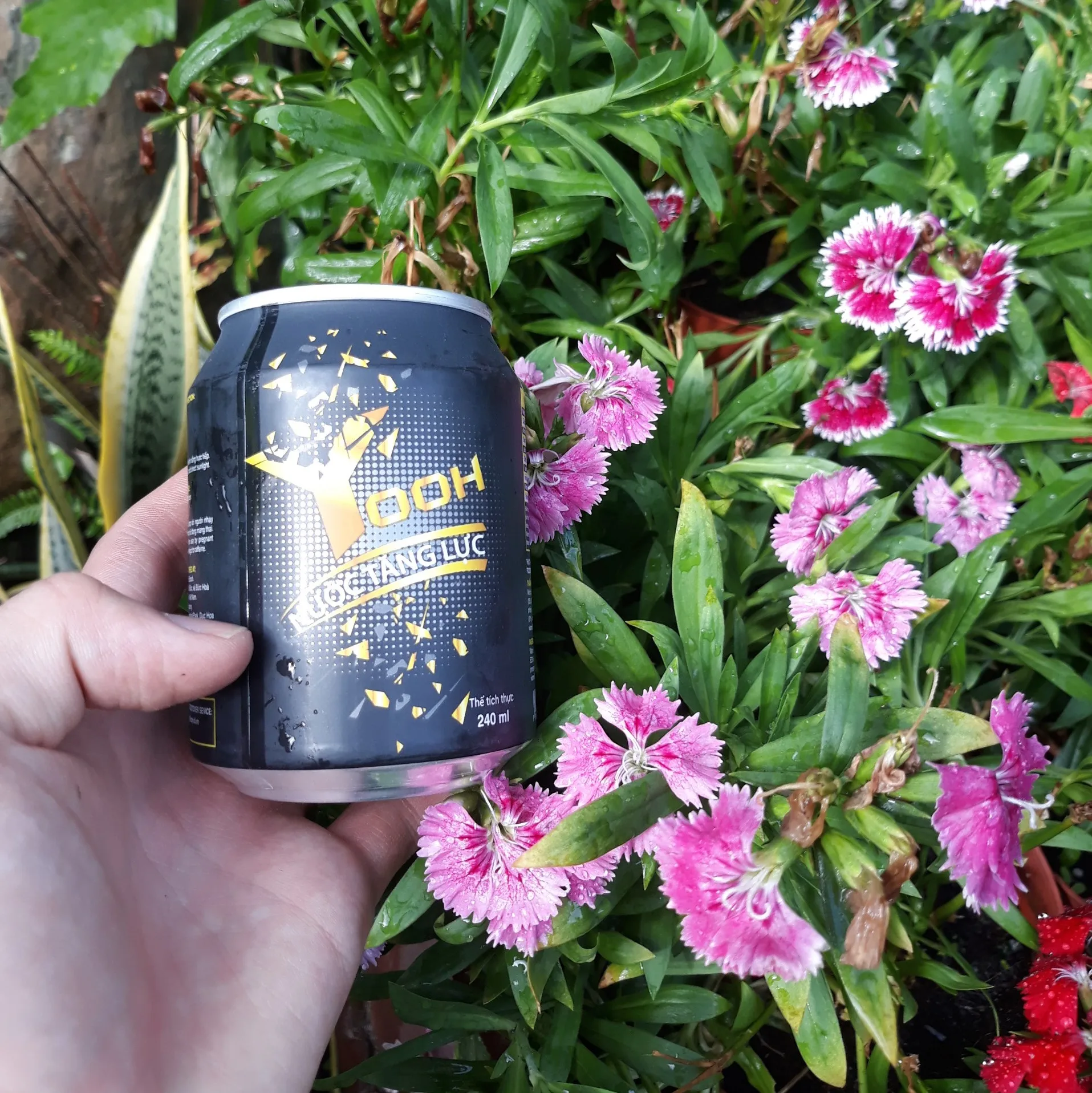 Aloe vera drink canned 330ml with pulp pandan leaves flavor great taste for wholesale