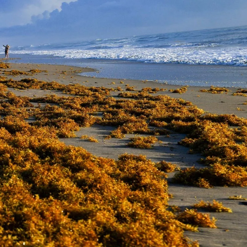 Sun dried sargassum seaweeds supply in bulk premium quality dry wholesale ocean seaweed with cheapest price