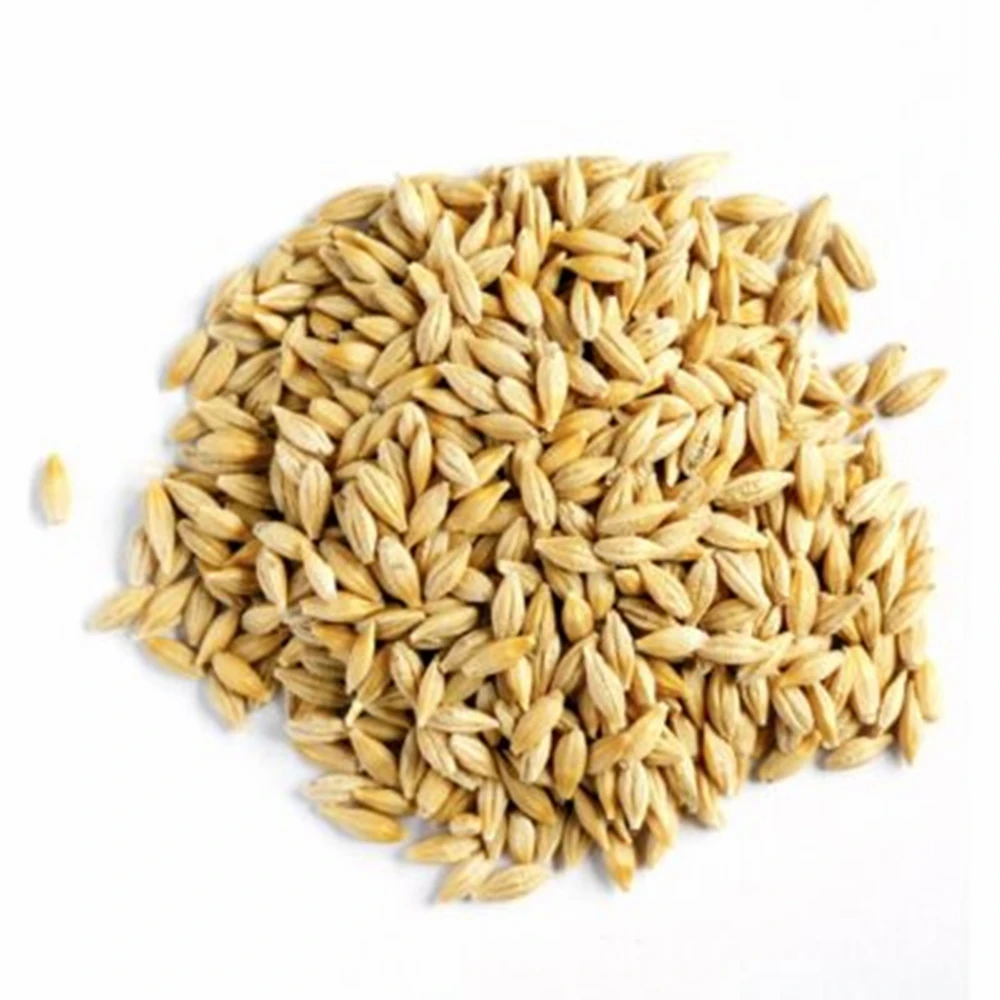 Animal feed barley/bulk barley grains wheat grains  at affordable price