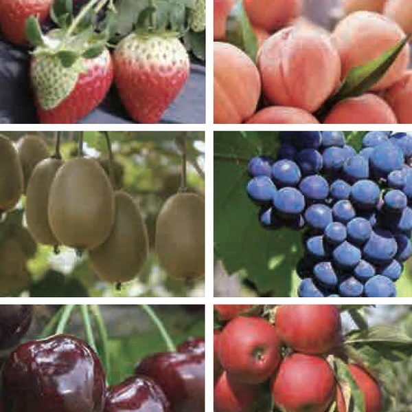 ABC booster, ABC coloring, ABC sugaring, ABC Silicic acid