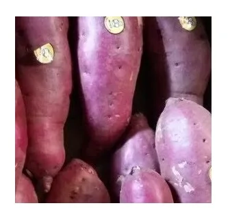 Most Searched Cleaned Organic Natural Fresh Sweet Potato