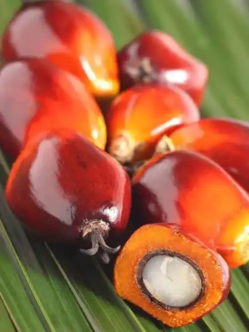 Low Price Palm Oil/ RBD PALM OLEIN CP10-CP8-CP6 Olein For Cooking /Refine Palm Kernel Oil CP10 from Malaysia