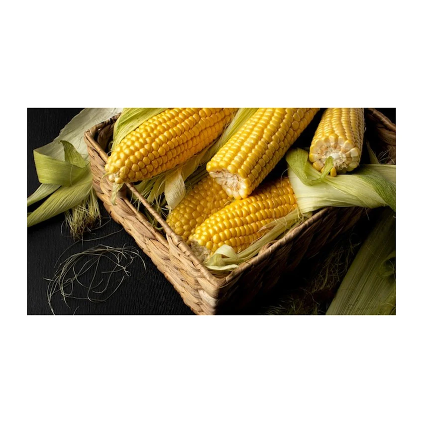 Yellow Corn/ yellow corn for human consumption non gmo yellow corn/ yellow corn for animal feed
