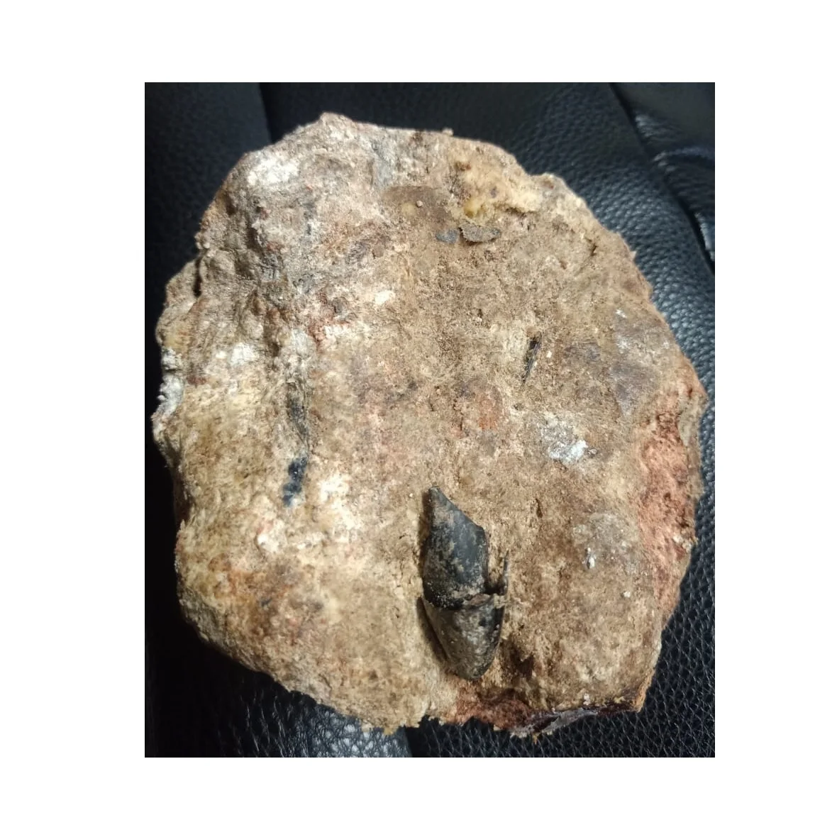 Ambergris Whale price Vomit Floating Gold Ambergris Whale Vomit Wholesale Supplier Ambergris From Indonesia