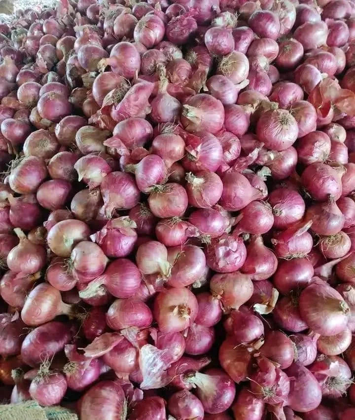 Fresh red onion seeds from Tanzania 20kg/bag for planting