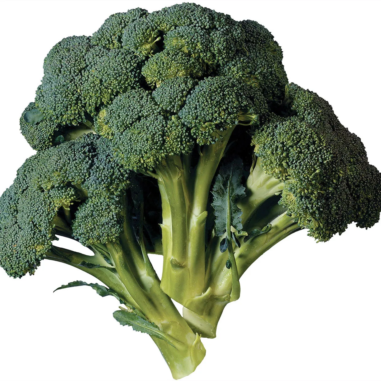 Organic and Green IQF Frozen Broccoli Florets of Various Sizes and Shapes for export