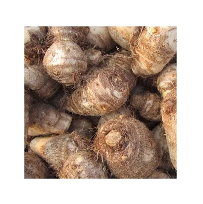 new crop fresh taro with cheap price for sale