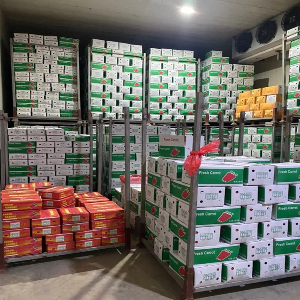 2 Months Shelf Life Umbelliferous Vegetables Natural Carton PP Packing Cooking Fresh Carrot From Vietnam