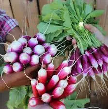radish diana for sale